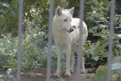 Mooi hoor zo'n witte wolf. Een albino wolf?