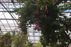 rozen-3